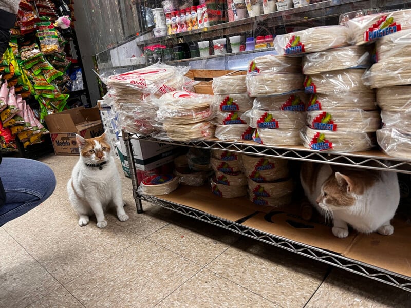 Two orange and white cats sit in a store aisle, one on the floor and one on a lower shelf beneath stacks of packaged tortillas.