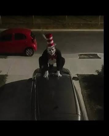 A person dressed in a Cat in the Hat costume crouches on the roof of a dark car parked on a street at night.