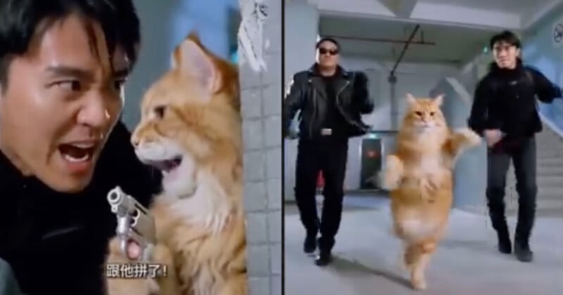 A split-screen image shows a man and a large orange cat holding a handgun on the left, and the same cat running alongside two men in a parking garage on the right.