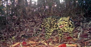 A clouded leopard stands in a forest clearing covered in dry leaves, looking to the right with its mouth slightly open.