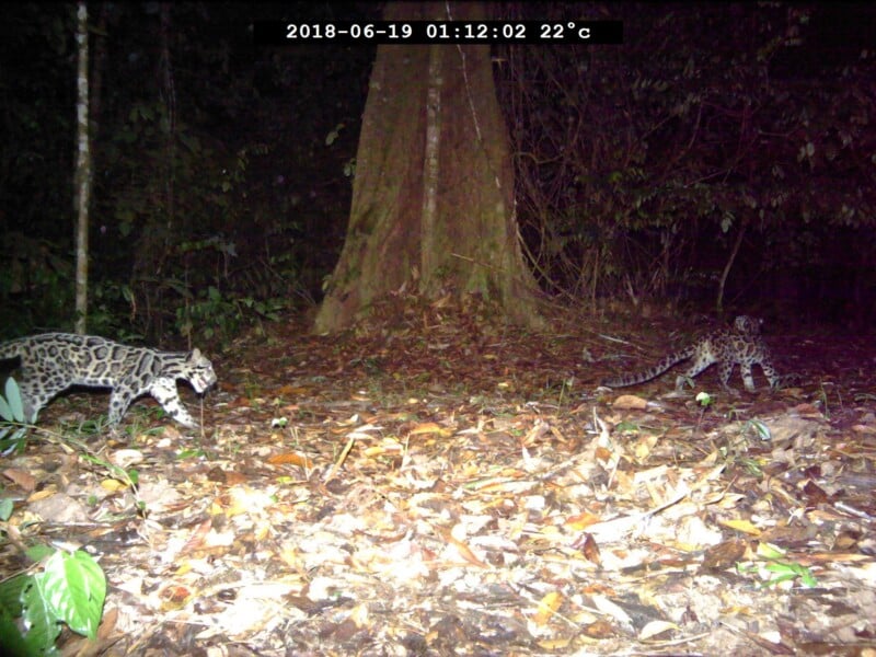 Two clouded leopards walk across a forest floor covered in fallen leaves at night.