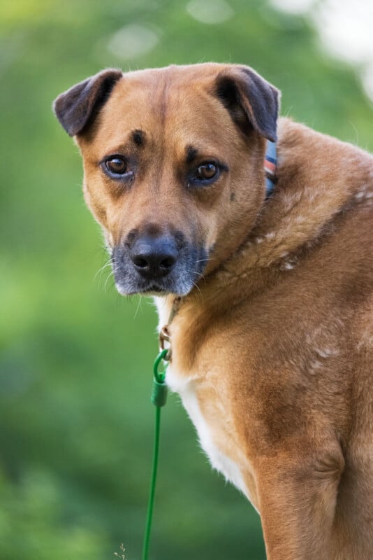 A medium-sized brown dog with a black muzzle and floppy ears looks over its shoulder while wearing a collar and a green leash.