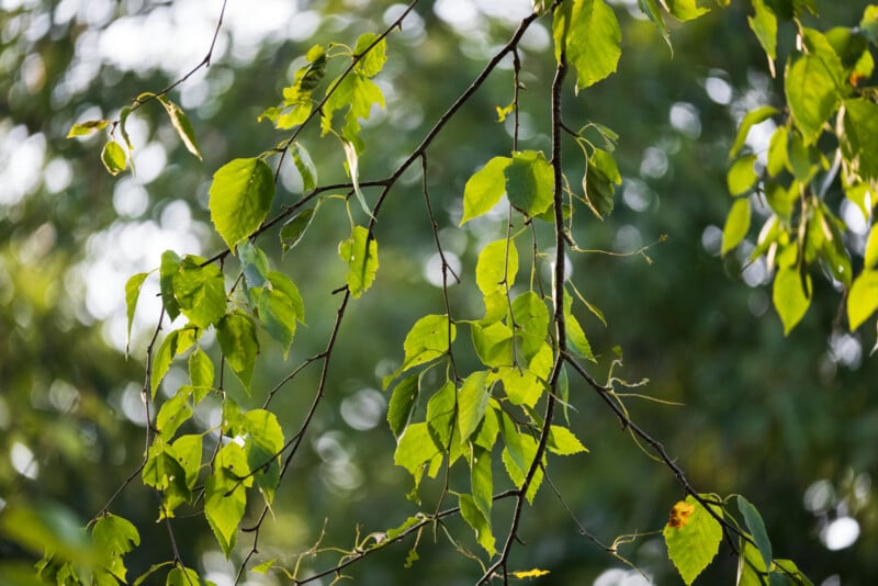 Bright green birch leaves hang from thin, dark branches against a soft-focus, dappled forest background.
