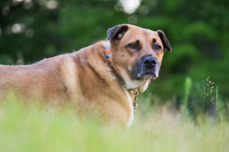 A tan, short-haired dog with a dark muzzle and a colorful collar stands in a grassy field, looking toward the right.