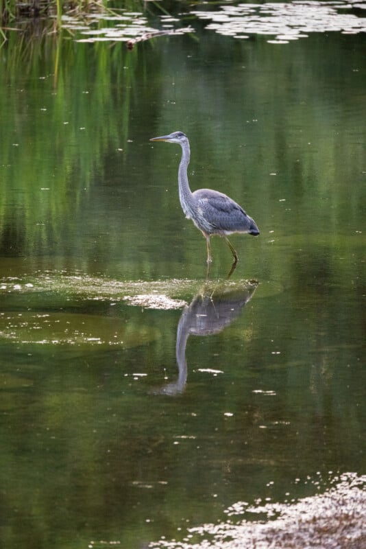 A great blue heron stands in shallow, calm water, casting a clear reflection on the surface.
