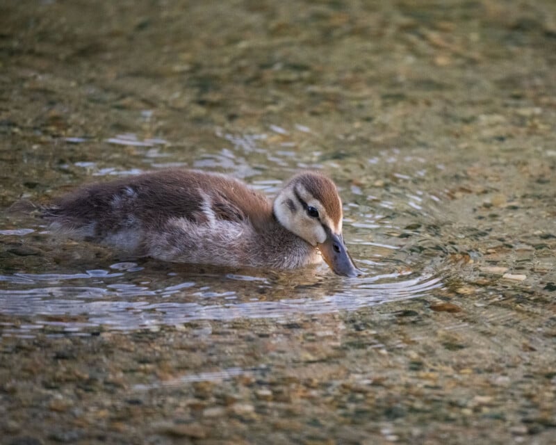 A small, brown duckling swims in shallow, clear water with a rocky bottom.