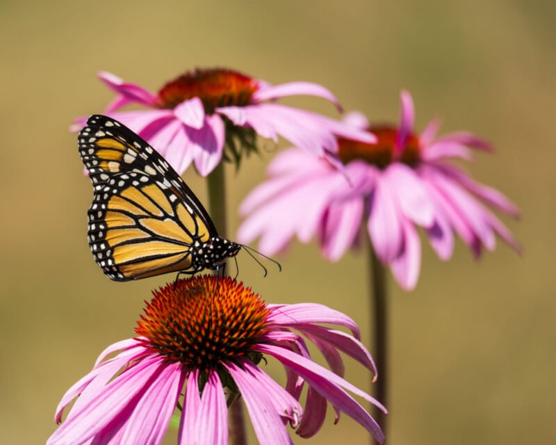 A monarch butterfly rests on the orange center of a pink coneflower, with two other coneflowers blurred in the background.