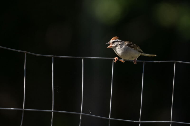 A small bird with a reddish-brown cap and a streaked back perches on a wire fence with its beak open.