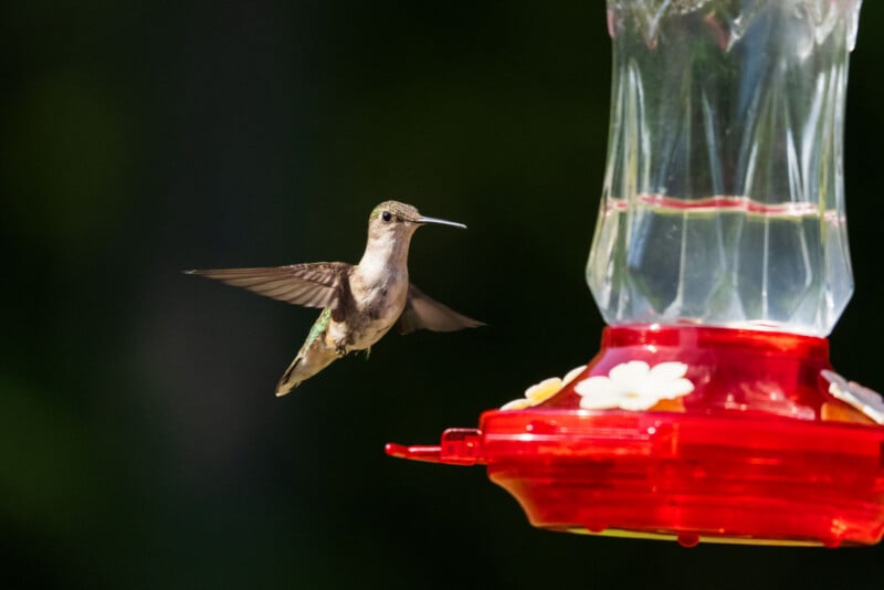 A hummingbird hovers in mid-air next to a red plastic nectar feeder against a dark, blurred background.