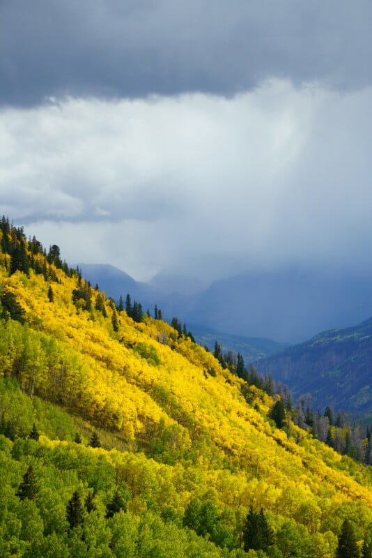A steep mountainside covered in vibrant yellow and green aspen trees under a dramatic, cloudy sky with distant blue peaks.