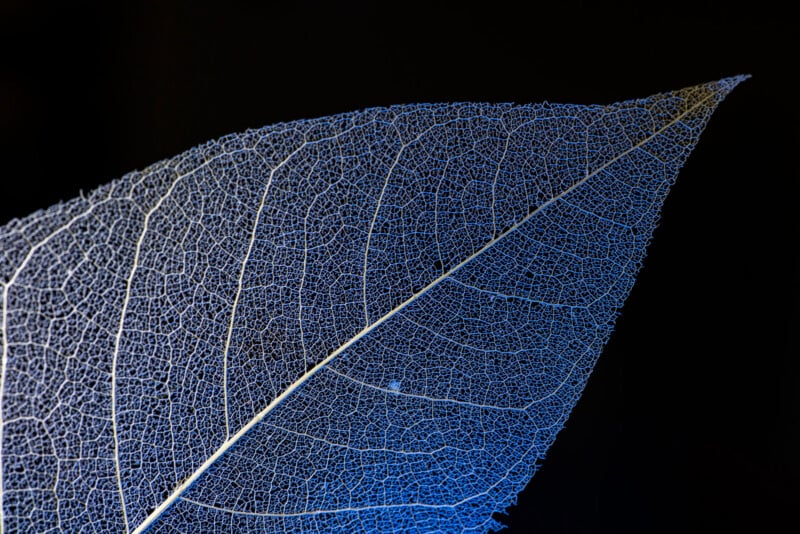 A skeletonized leaf with a delicate, blue-tinted vein network set against a solid black background.