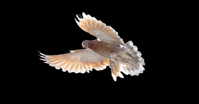 A light brown pigeon with translucent, sunlit wings is captured in mid-flight against a solid black background.