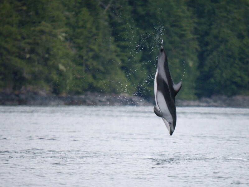A Pacific white-sided dolphin leaps vertically out of the water against a backdrop of a forested shoreline.