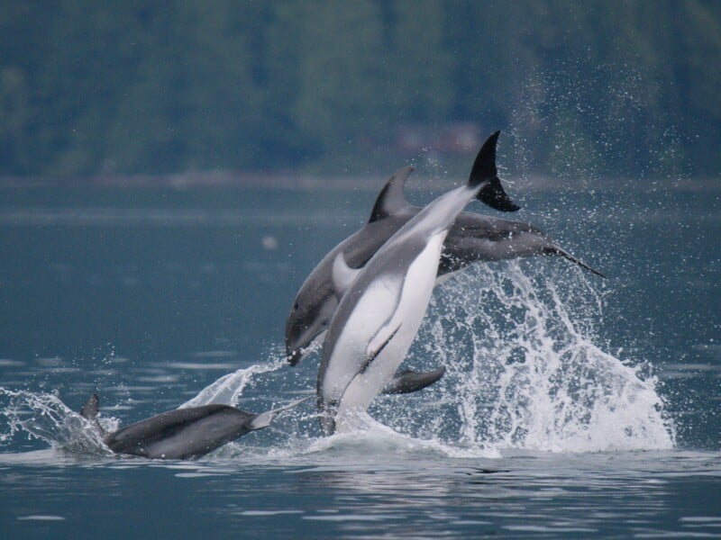 Three dolphins leap out of the water, creating splashes against a dark, blurred background.