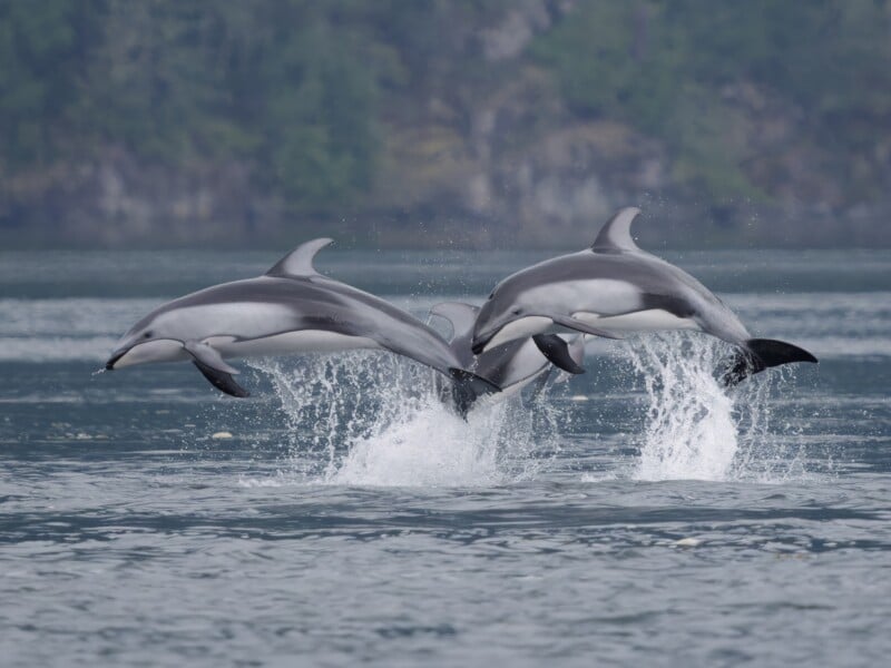 Three Pacific white-sided dolphins leap simultaneously out of the water, creating splashes against a backdrop of a forested shoreline.