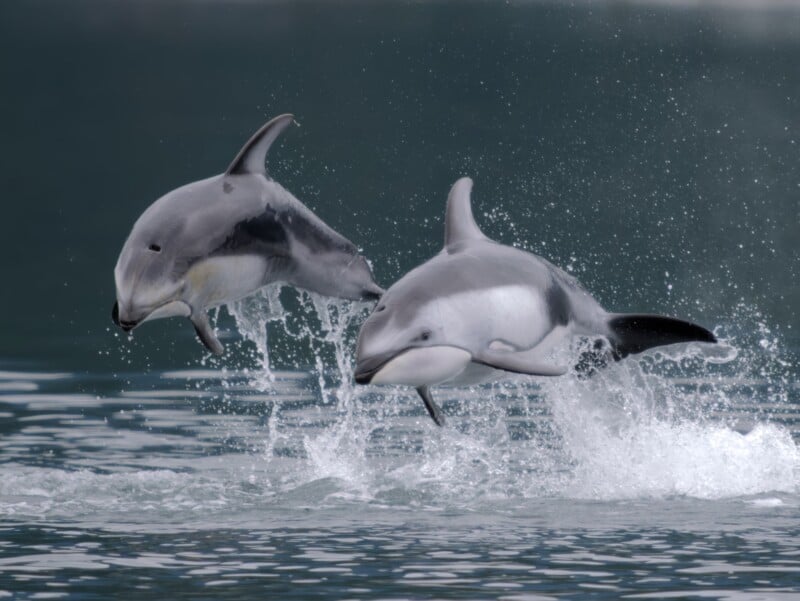 Two Pacific white-sided dolphins leap simultaneously out of the water, creating a large splash.