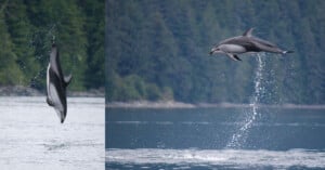 Two Pacific white-sided dolphins leap out of the water against a backdrop of a forested shoreline.