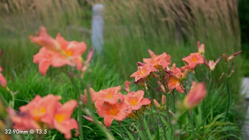 A cluster of orange daylilies blooms in a grassy field with a blurred background.
