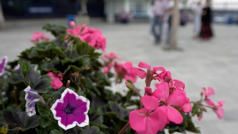 A close-up of vibrant pink geraniums and a single purple and white petunia in a planter, with blurred figures walking in the background.