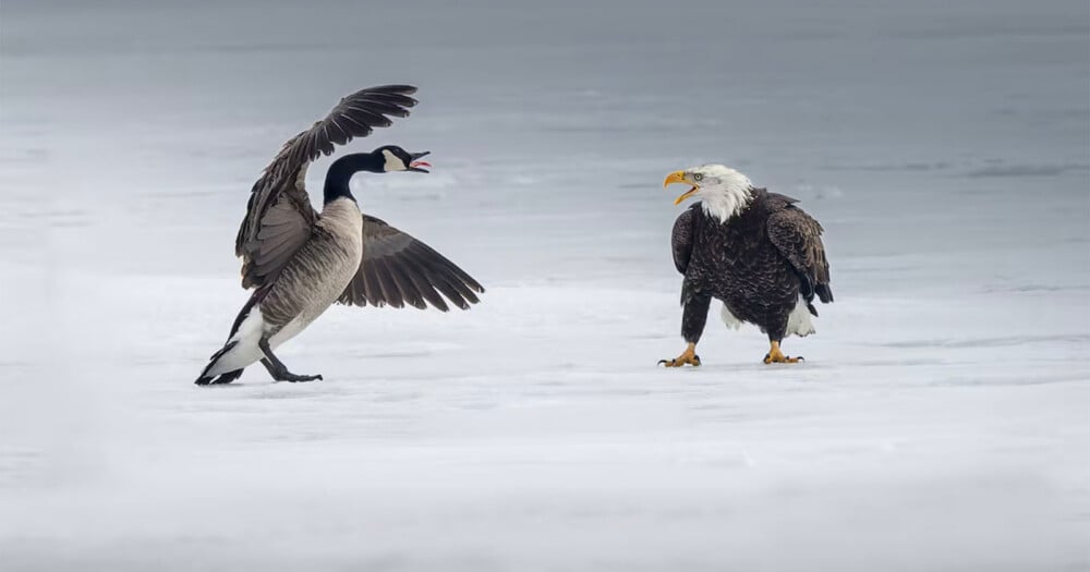 A Canada goose with wings spread and a bald eagle face each other on a flat, snow-covered surface.