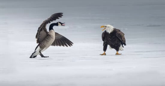 A Canada goose with wings spread and a bald eagle face each other on a flat, snow-covered surface.