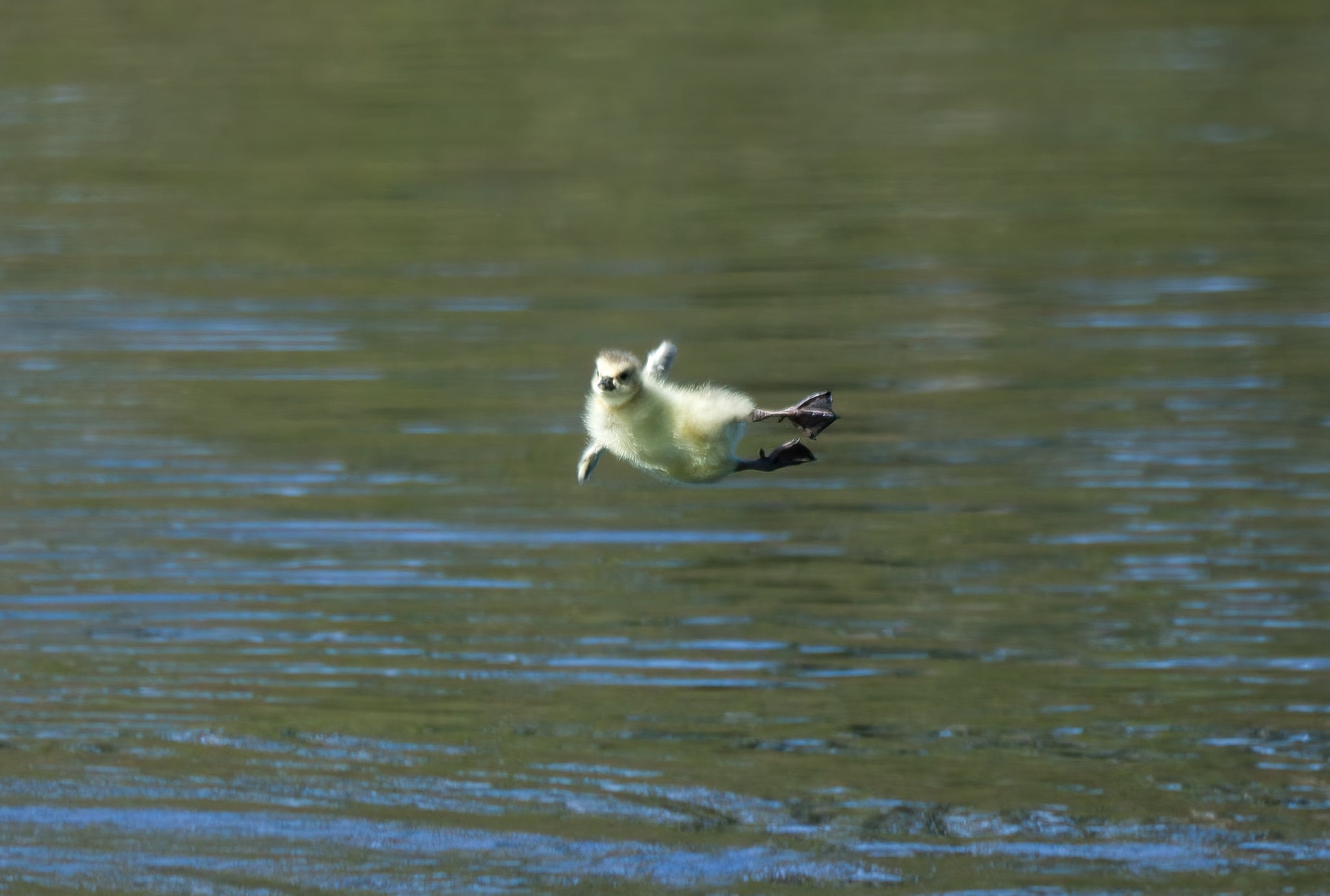 A fluffy gosling is captured mid-air, appearing to jump or leap just above the surface of calm, rippling water.