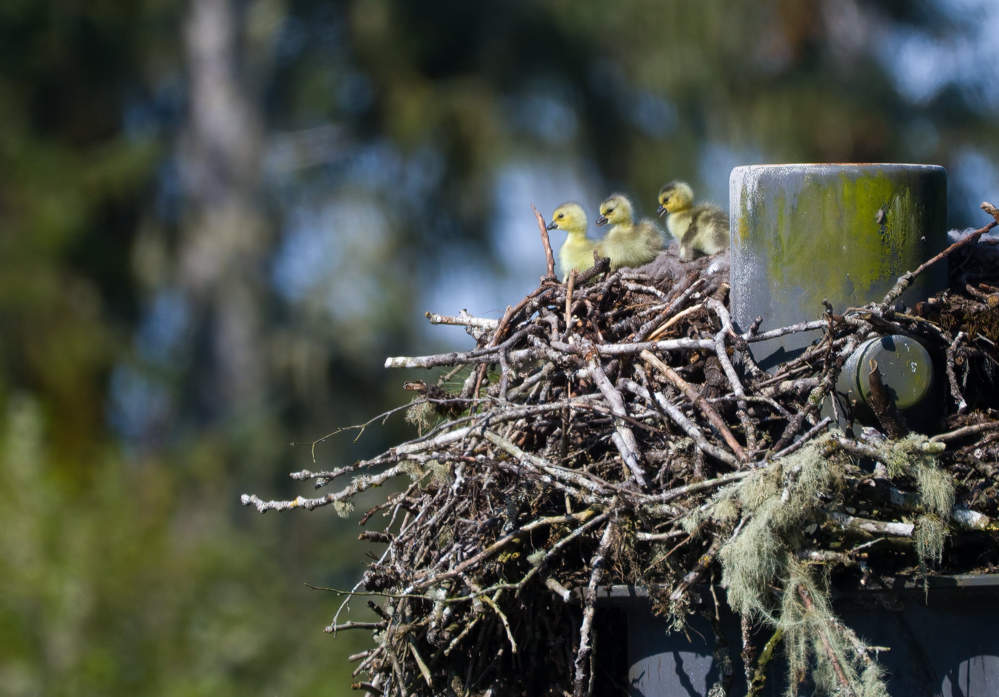 Three fluffy yellow goslings sit together in a large stick nest built atop a gray post.