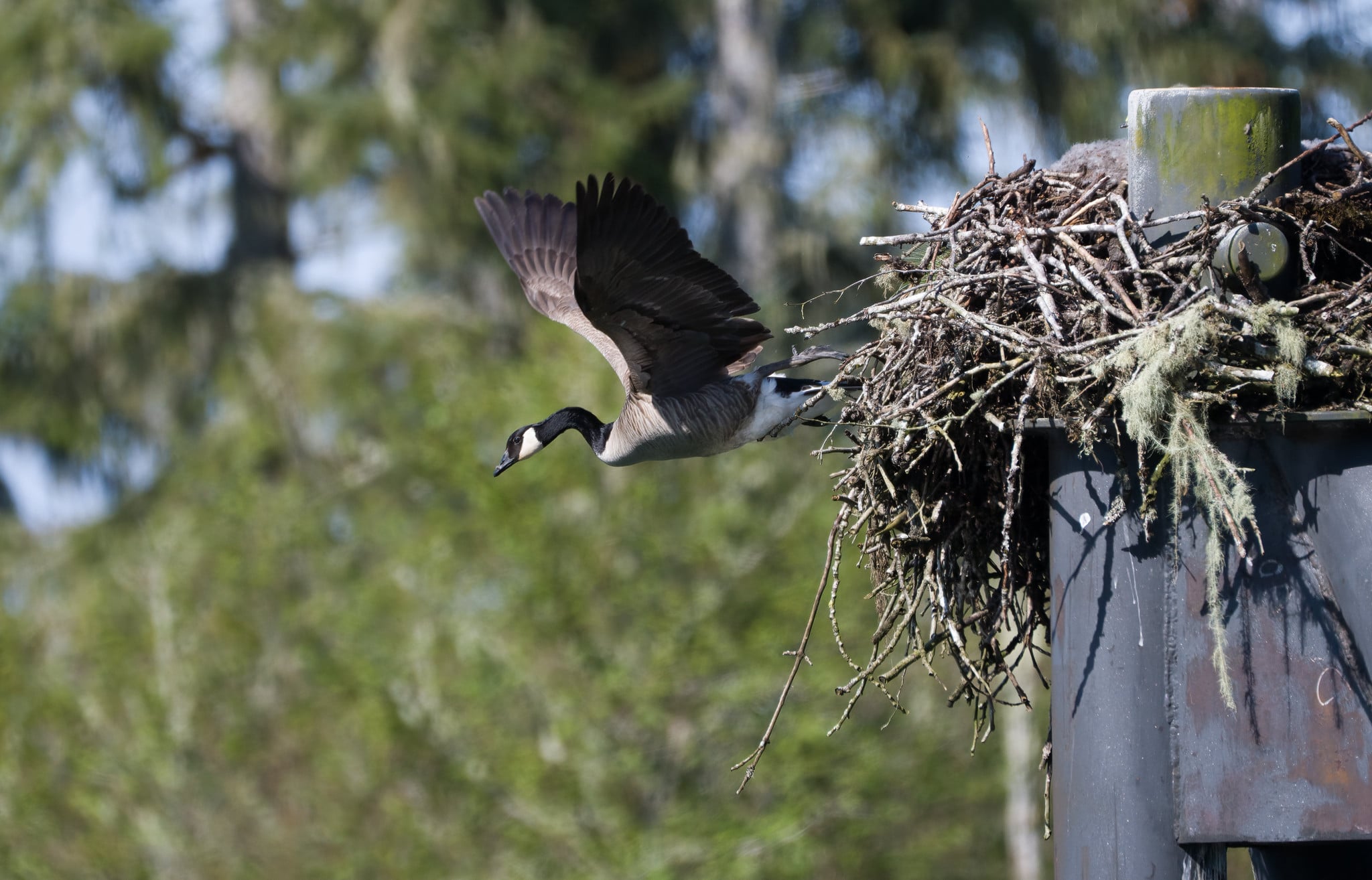 A Canada goose takes flight from a large, stick-built nest perched atop a metal pole against a blurred forest background.
