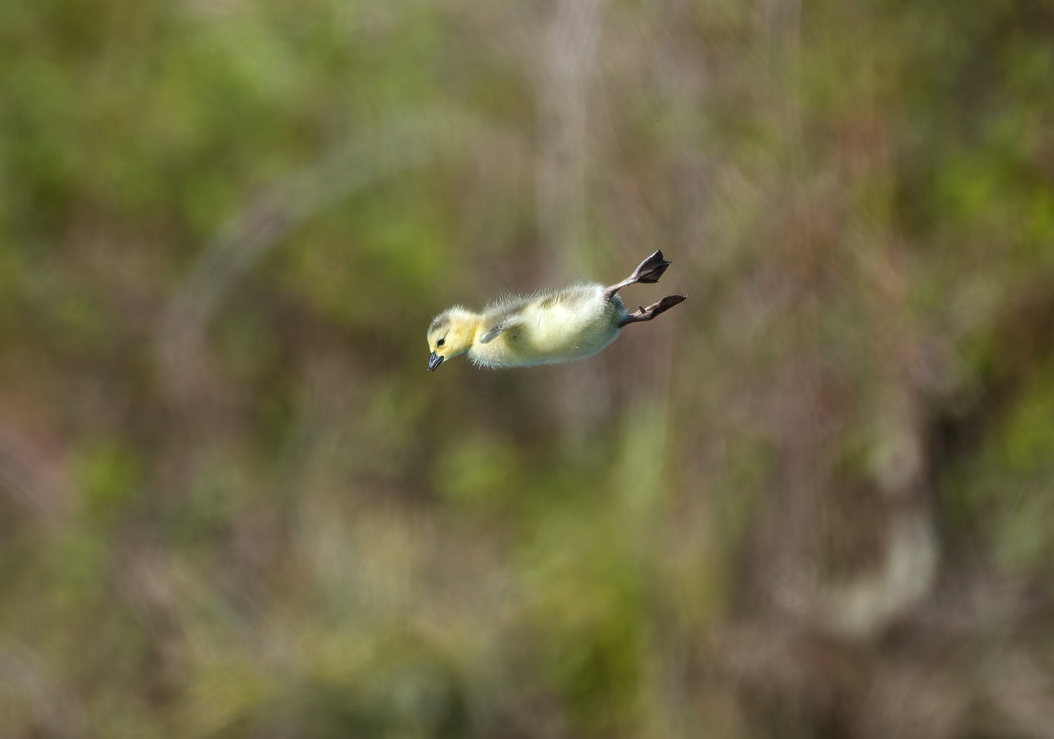A fluffy yellow gosling is captured mid-air in a horizontal, diving posture against a blurred green background.