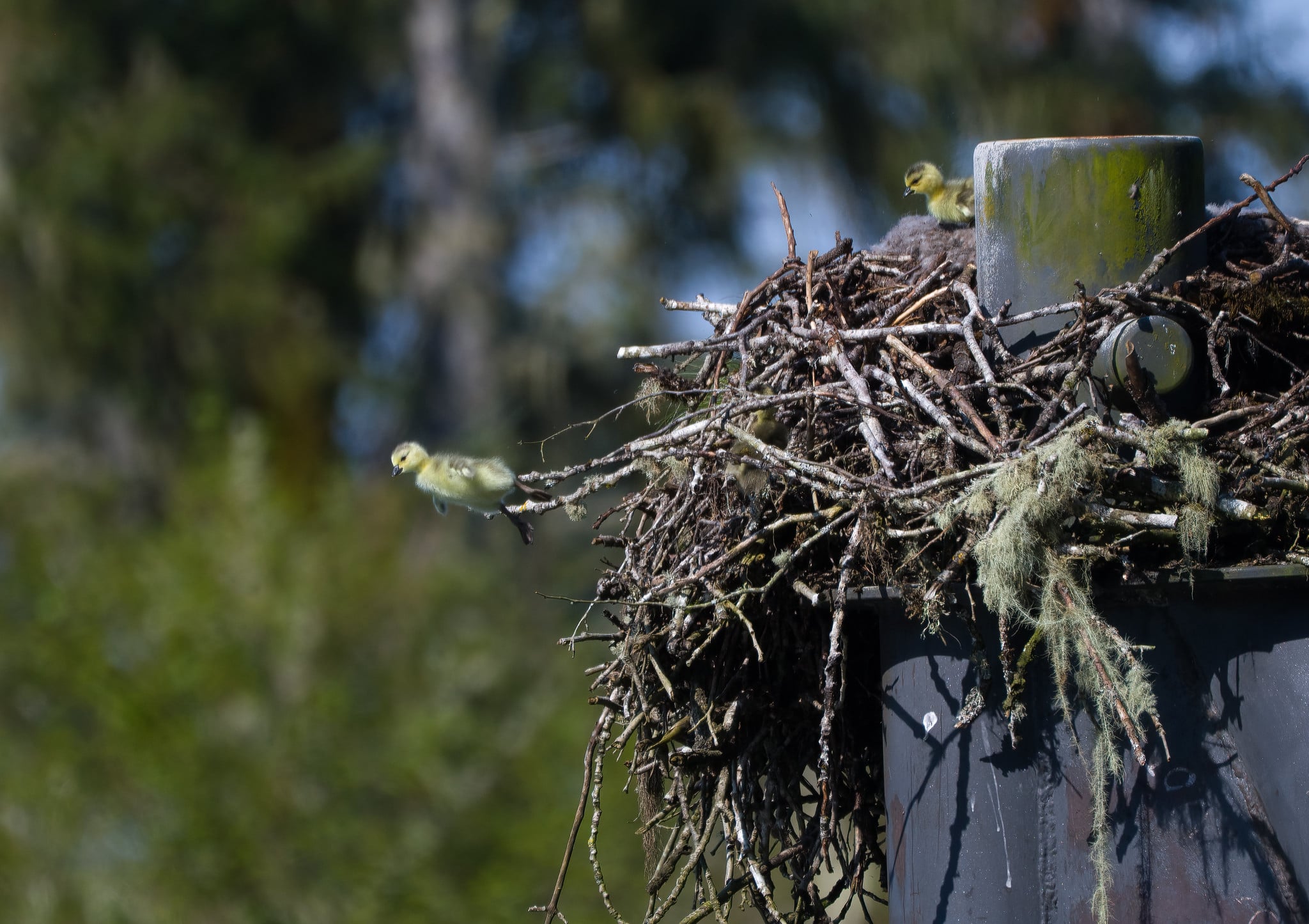 Two fluffy goslings sit in a large stick nest perched atop a tall, dark metal pole.
