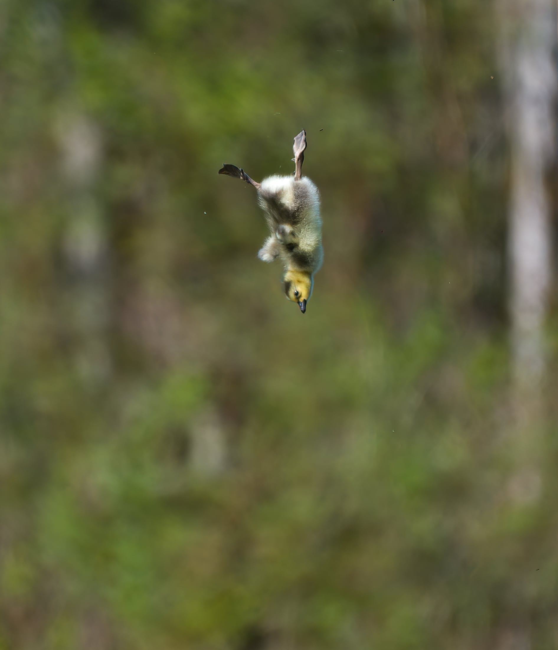 A fluffy, yellow and brown gosling falls headfirst through the air against a blurred green background.