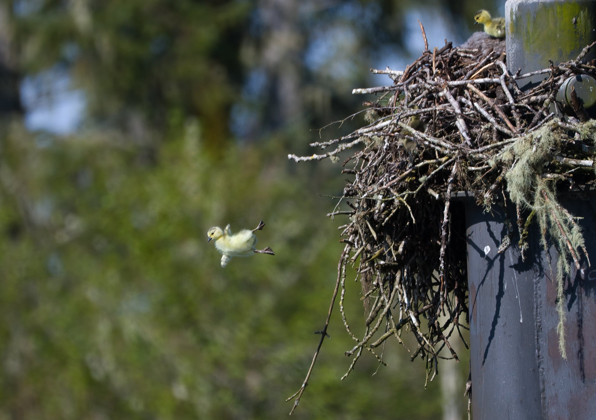 A fluffy yellow gosling leaps from a large stick nest perched atop a tall, dark pole, while another gosling watches from the edge.