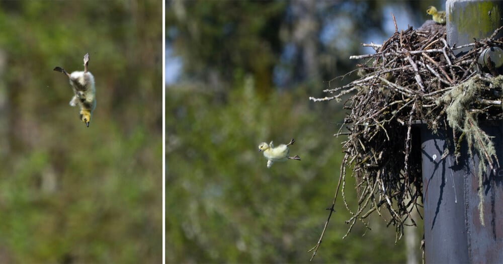 A split-screen image showing a Canada goose gosling jumping from a high nest built on a post and falling through the air.