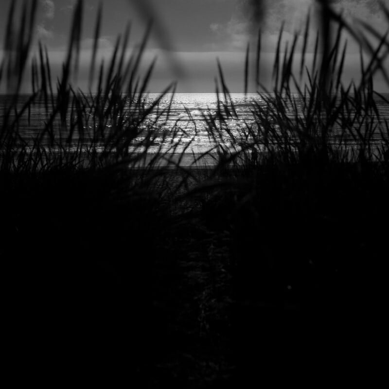 A black and white view of the ocean at sunset, framed by dark, silhouetted blades of beach grass in the foreground.