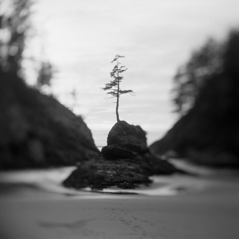 A small, lone tree grows atop a jagged rock formation centered between two dark, blurred cliffs on a sandy beach.