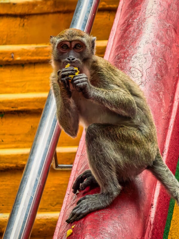 A long-tailed macaque sits on a red railing, holding and eating a piece of yellow fruit while looking toward the camera.