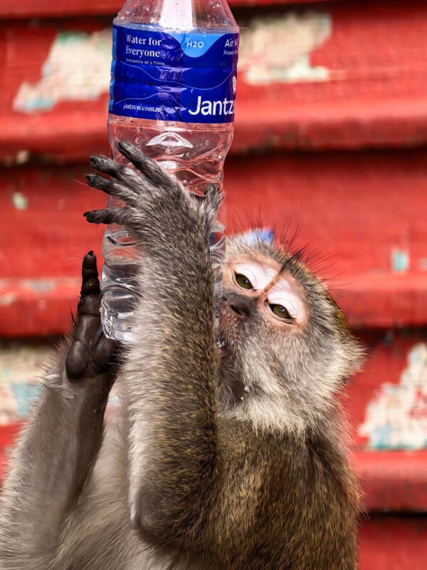 A monkey holds a clear plastic water bottle with a blue label to its mouth against a background of red steps.