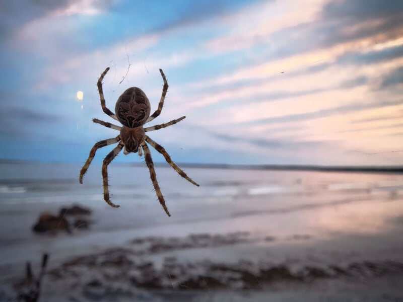 A large orb-weaver spider hangs in its web against a blurred background of a beach at sunset.