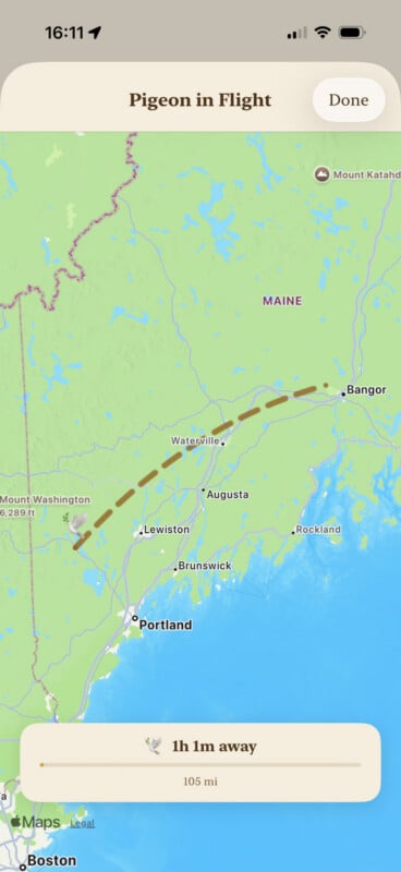 A digital map shows a pigeon icon flying along a dashed path from near Mount Washington toward Bangor, Maine, with a travel time of 1 hour and 1 minute over 105 miles.