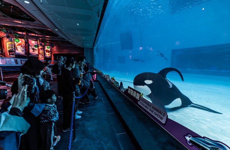 People stand behind a glass barrier in a dimly lit room, watching an orca swim in a large, brightly lit aquarium tank.