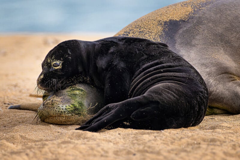 A black seal pup rests its head on the snout of a larger, light-colored adult seal on a sandy beach.