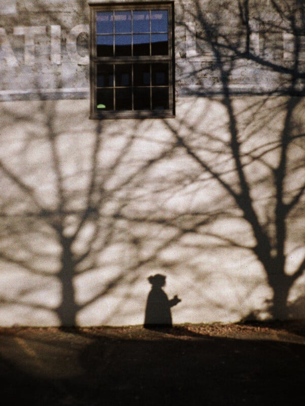 The shadow of a person stands on a textured wall beneath a window, framed by the silhouettes of tree branches.