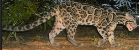 A Sunda clouded leopard with a distinct dark-spotted coat and a long, thick tail walks across a dirt path at night.