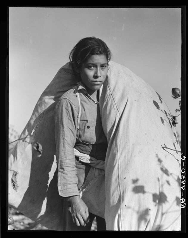 A young girl with dark hair looks directly at the camera while carrying a large, heavy sack of cotton on her back in a field.