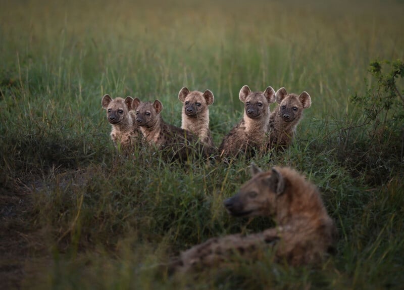 Five spotted hyena cubs sit in tall grass, while an adult hyena rests in the foreground.