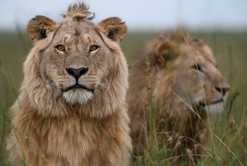 Two young male lions with developing manes sit in tall grass, with one looking directly at the camera.