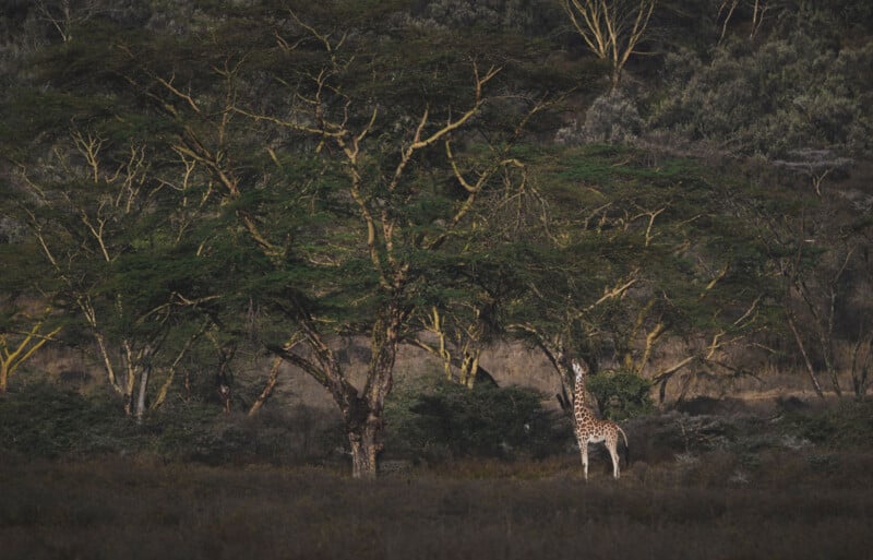 A giraffe stands in a grassy field, reaching up to eat leaves from a large, spreading acacia tree.