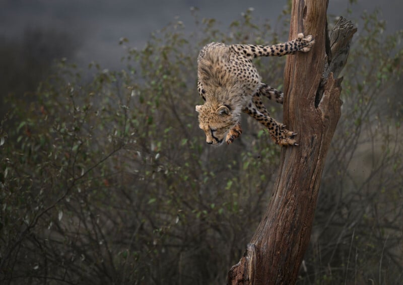 A cheetah cub descends a weathered, vertical tree trunk, its claws gripping the bark as it looks downward.