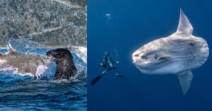 A split-screen image showing a seal attacking a flat fish on the left and a diver swimming near a large ocean sunfish on the right.