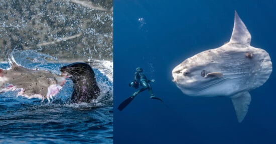 A split-screen image showing a seal attacking a flat fish on the left and a diver swimming near a large ocean sunfish on the right.